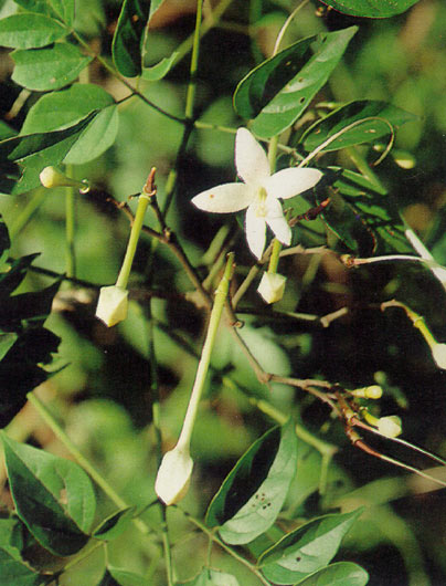 ปีบ Millingtonia hortensis Linn.f.<br/>BIGNONIACEAE